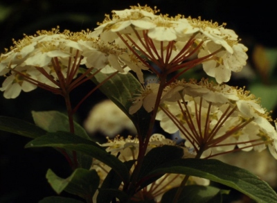 コデマリ　花の配列