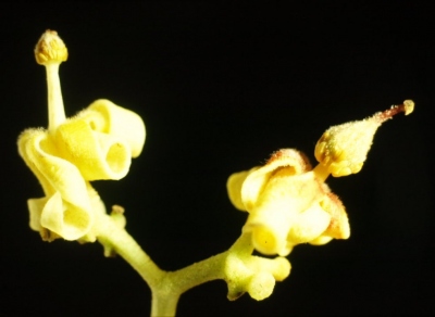 アオギリ　雄花(左)と雌花(右)