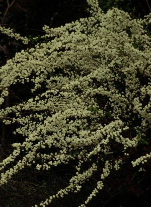 ユキヤナギ　花期