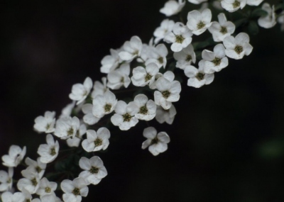 ユキヤナギ　花