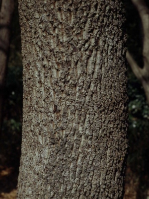 コナラ　樹皮