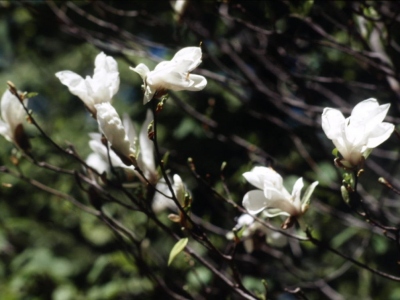 花時のタムシバ