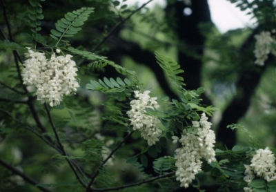 ハリエンジュ　花