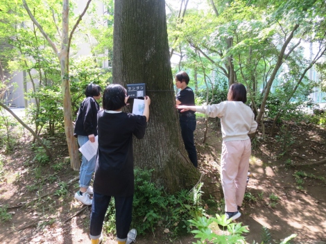 武蔵学園樹木マップ